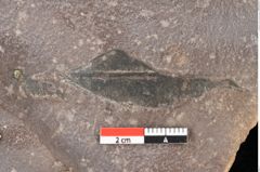Foto (Detailsansicht) von Quercus palaeoilex Ettingshausen (NHMW-GEO-2024-0188-0778)